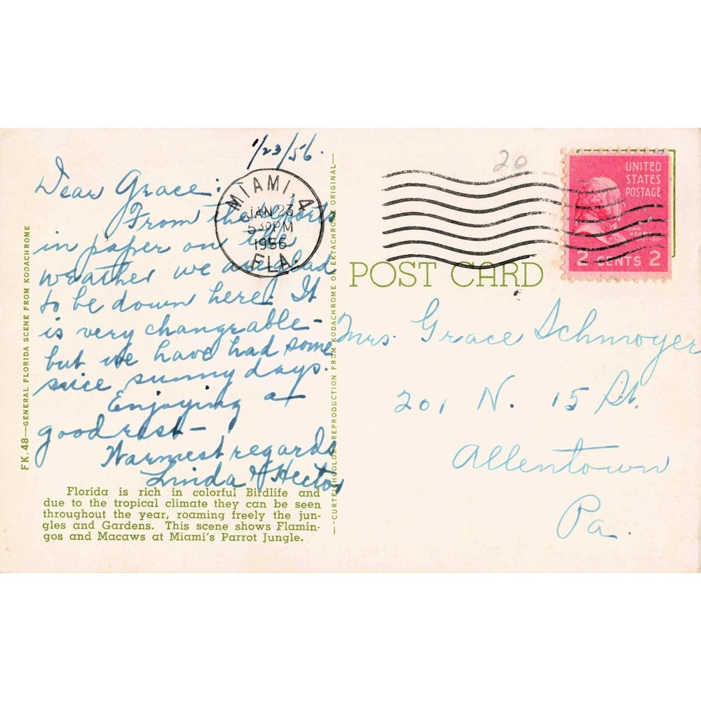 Vtg Parrot Jungle Miami Florida Postcard 1956 Flamingos & Macaws Tropical Birds - Picture 2 of 2